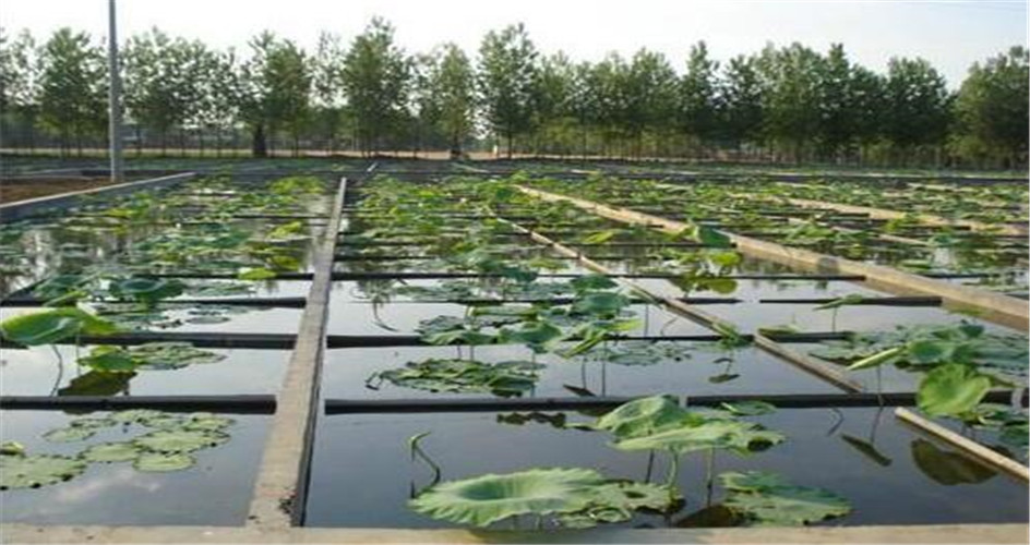 蓮藕防滲膜 蓮藕防滲膜