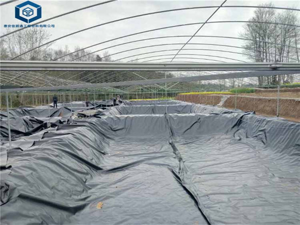 �~�r�B(y��ng)ֳĤ