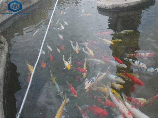 �~(y��)���B(y��ng)ֳ���BĤ